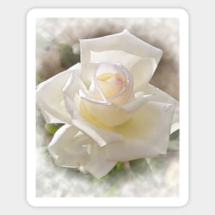 White Rose Bloom In Watercolor Sticker
